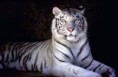 /album/fotogaleria/tiger-jpg/