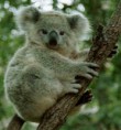 /album/fotogaleria/koala-jpg/