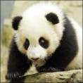 /album/fotogaleria/panda-jpg/
